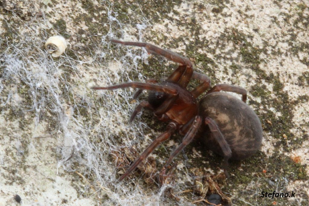 Amaurobius erberi - Padriciano (TS)